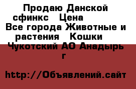  Продаю Данской сфинкс › Цена ­ 2 000 - Все города Животные и растения » Кошки   . Чукотский АО,Анадырь г.